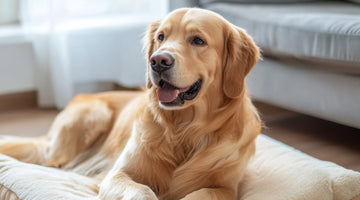 How to Design a Pet Corner at Home | Stylish & Functional Ideas for Pet Owners