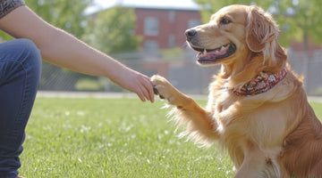 Simple Pet Tricks to Teach at Home – Easy Training Tips